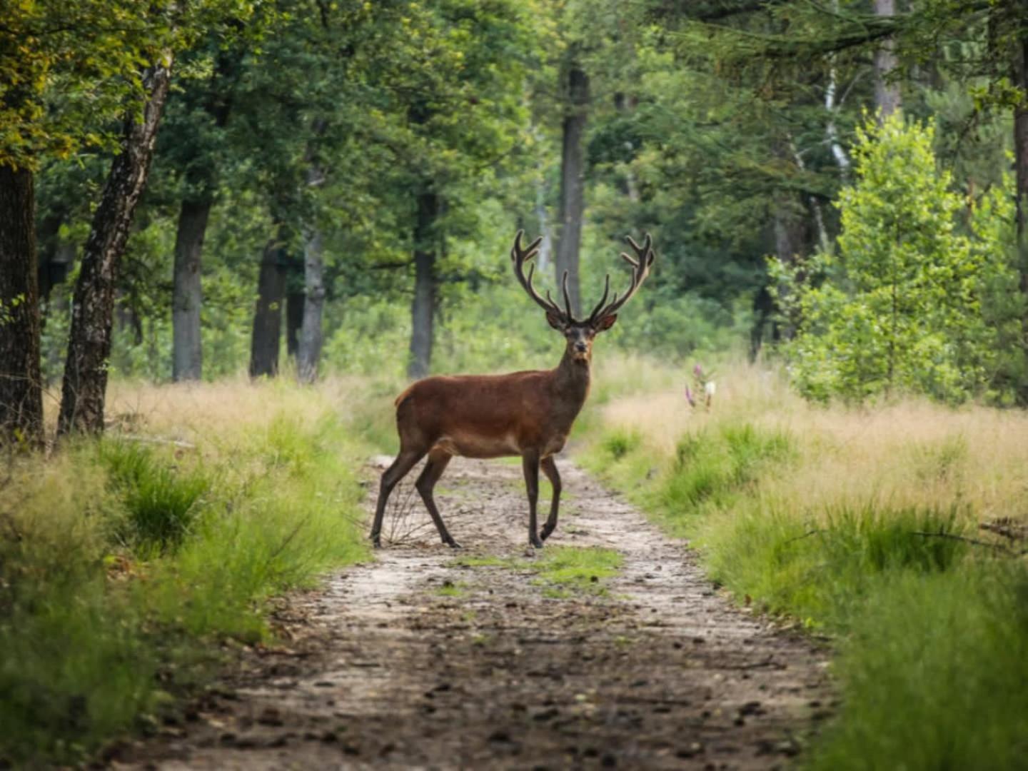Vakantiehuis Op Rustig Bospark Veluwe Voorthuizen Ngoại thất bức ảnh